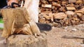 Close up of lumberjack or logger hands cutting wood for logs using his chainsaw. Woodcutter working and sawdust fly to sides.