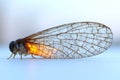 Close-up Macro of Cicada Wing with Glowing Abdomen Royalty Free Stock Photo