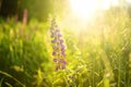 Close up of lupine flowers in field on sunset