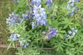 close-up of Lupinus arcticus plant