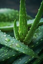 Close up of lush aloe vera leaves with water droplets vibrant green foliage in moist conditions Royalty Free Stock Photo