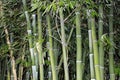 Close-up of lush bamboo plants with vibrant green leaves Royalty Free Stock Photo