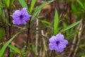 Close-up of a lush blooming blue grass flower Royalty Free Stock Photo
