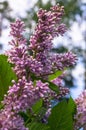 Close up of lush blooming sprig of wild forest lilac.