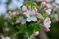 Close-up of a lush branch of a blooming apple tree with delicate white and pink flowers. Royalty Free Stock Photo