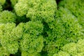 Close up the lush curly parsley plant growing in the garden. Royalty Free Stock Photo