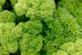 Close up the lush curly parsley plant growing in the garden.