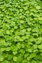 A close-up of the lush and emerald green coin grass all over the screen Royalty Free Stock Photo