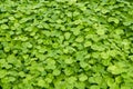 A close-up of the lush and emerald green coin grass all over the screen Royalty Free Stock Photo