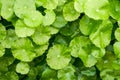 A close-up of the lush and emerald green coin grass all over the screen Royalty Free Stock Photo