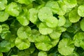 A close-up of the lush and emerald green coin grass all over the screen Royalty Free Stock Photo