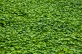 A close-up of the lush and emerald green coin grass all over the screen Royalty Free Stock Photo