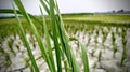 Close-up of a lush field of sugar cane stalks Royalty Free Stock Photo