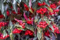 Close-up of lush fruit-bearing holly whorls