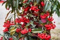 Close-up of lush fruit-bearing holly whorls