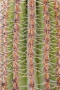 Close-up of a lush green cactus. Cacti or cactuses with long white thorns or spikes. Beautiful nature, travelling in Gran Canaria