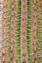 Close-up of a lush green cactus. Cacti or cactuses with long white thorns or spikes. Beautiful nature, travelling in Gran Canaria