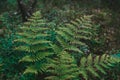 Close-up of a lush green fern frond in a damp forest, with soft light filtering through the leaves above Royalty Free Stock Photo