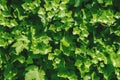Close-up of lush green foliage or leafage