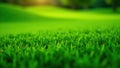 Close up, lush green golf course grass texture, spring, royalty free Royalty Free Stock Photo