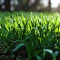 Close-up of a Lush Green Grass Field