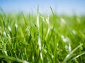 Close-up of lush green grass on field in Northern Germany with sun shining and nice bokeh during spring, Nordfriesland
