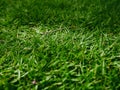 A close-up of lush green grass, fresh and well-maintained, with sharp blades and a natural texture under soft lighting. Royalty Free Stock Photo