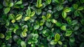 Close up of lush green hedge wall with small leaves in garden eco friendly evergreen background