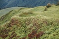 A close up of a lush green hillside