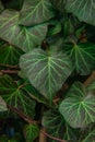 Close-up of Lush Green Leaves