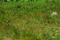 Lush green meadow covered with orange Hawk Weed