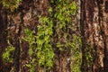 Close-up of lush green moss growing on the textured bark of a tree trunk Royalty Free Stock Photo