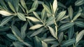 Close-up of Lush Green Olive Tree Leaves Royalty Free Stock Photo