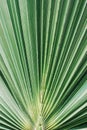 Close-up of lush green palm leaf. Tropical jungle foliage. Natural striped texture, pattern background. Fan palm Royalty Free Stock Photo