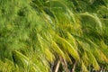 CLOSE UP: Lush green palm tree leaves flutter in the warm Caribbean breeze. Royalty Free Stock Photo