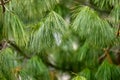 Close-up of lush green pine needles on tree branches Royalty Free Stock Photo