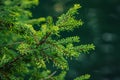 Close-up of lush green pine tree branches Royalty Free Stock Photo