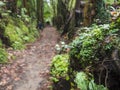 Close up of lush green tropical vegetaion ivy, moss and ferns on footpath at hiking trail in forest near furnas on Sao Royalty Free Stock Photo