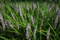 Close up of lush lavender fields, Sichuan, China Royalty Free Stock Photo