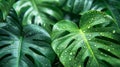 Close-up of lush monstera leaves with water droplets in vibrant green jungle setting Royalty Free Stock Photo