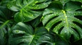 Close-up of lush monstera leaves with water droplets in vibrant tropical jungle setting Royalty Free Stock Photo