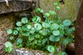 Close-up of a lush shiitake mushroom grass Royalty Free Stock Photo