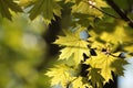 close up of a lush springtime foliage on tree branch in the woods backlit by morning sun fresh spring maple leaves forest sunshine Royalty Free Stock Photo