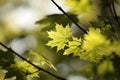 close up of a lush springtime foliage on a tree twig in the woods backlit by the setting sun fresh spring maple leaves in the Royalty Free Stock Photo