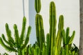 Close-up of a lush tall cactus Royalty Free Stock Photo