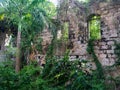 CLOSE UP: Lush tropical greenery overgrows the ruins of an abandoned factory.