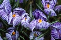 Close-up of lush vibrant violet and white crocuses