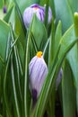 Close-up of lush vibrant violet and white crocuses and green tulips leaves