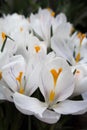 Close-up of lush vibrant white crocuses with violet details