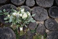 Close up of lush wedding bouquet of white flowers and greenery on wood background, copy space. Bridal bouquet. Royalty Free Stock Photo